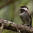 Mésange à dos marron