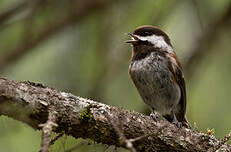 Mésange à dos marron