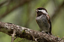 Chestnut-backed Chickadee