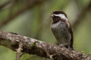 Mésange à dos marron