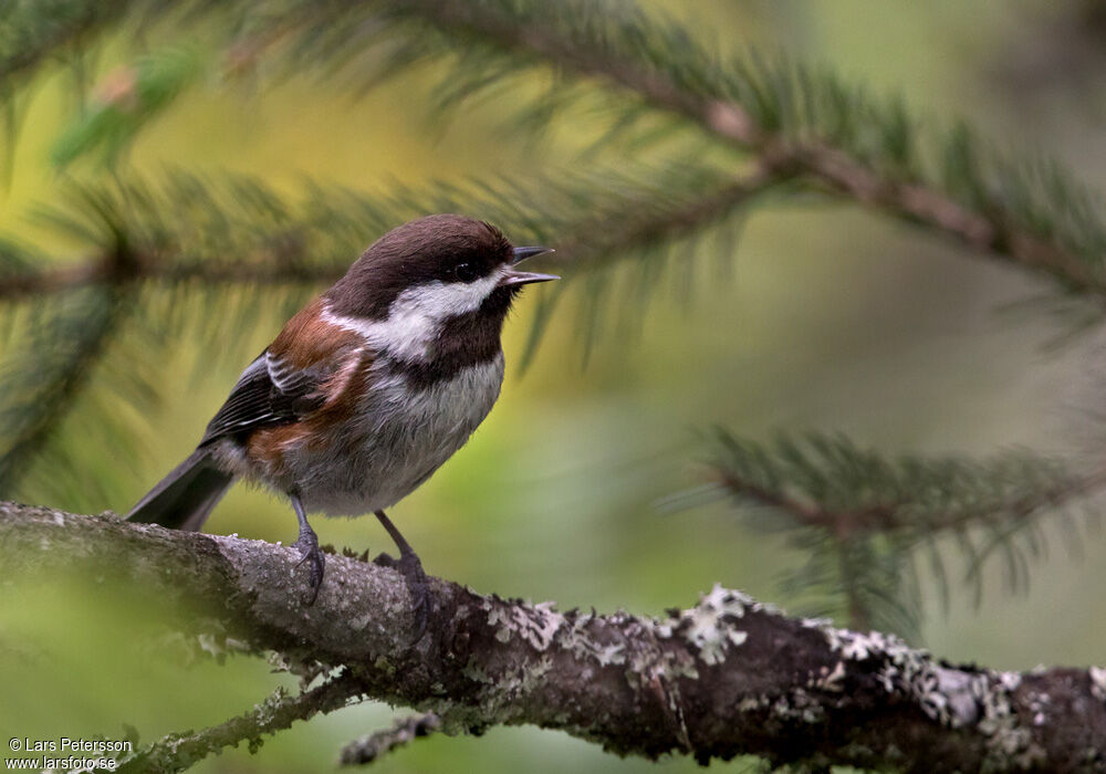 Mésange à dos marron