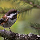 Mésange à dos marron