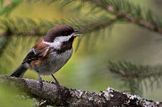 Mésange à dos marron