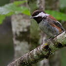 Mésange à dos marron