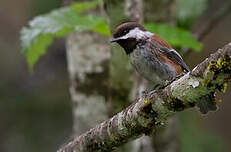 Mésange à dos marron