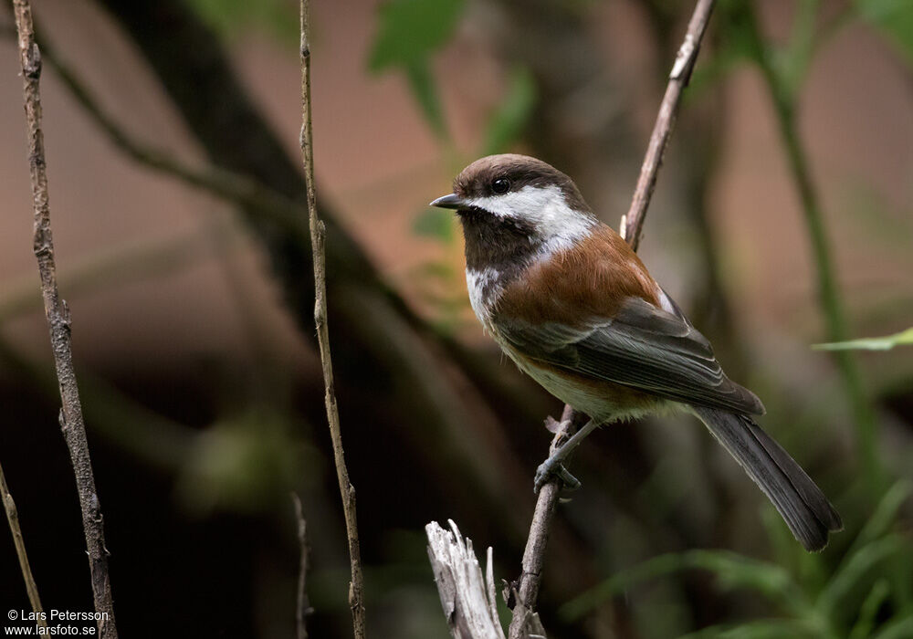 Mésange à dos marron