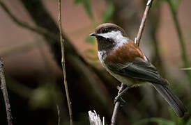 Chestnut-backed Chickadee