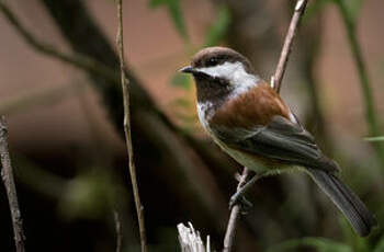 Mésange à dos marron