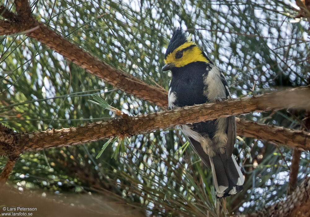 Yellow-cheeked Tit