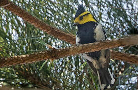 Yellow-cheeked Tit