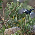 Mésange à épaulettes