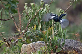 White-winged Black Tit