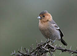 Red-throated Tit