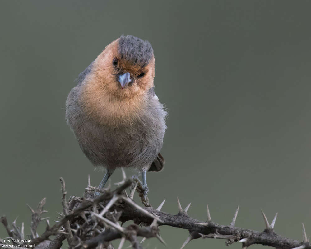 Red-throated Titadult, close-up portrait