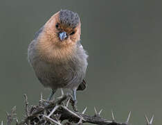 Red-throated Tit