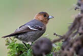 Mésange à gorge rousse