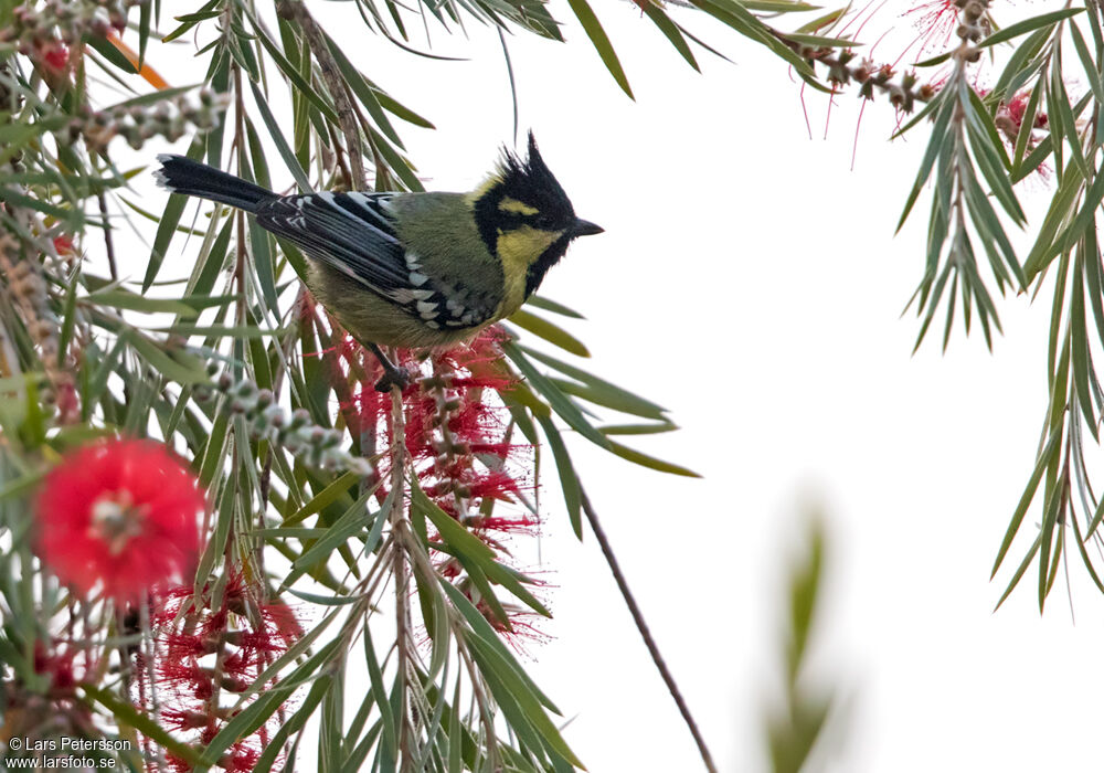 Mésange à joues jaunes