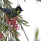 Mésange à joues jaunes