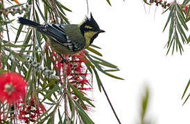 Himalayan Black-lored Tit