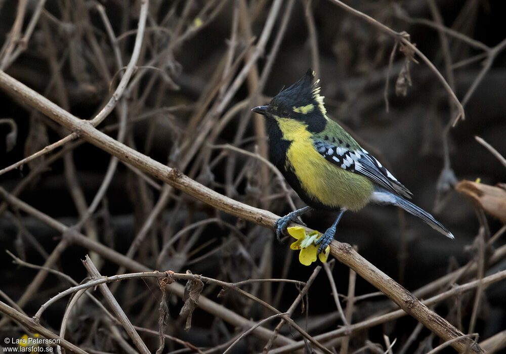 Himalayan Black-lored Tit