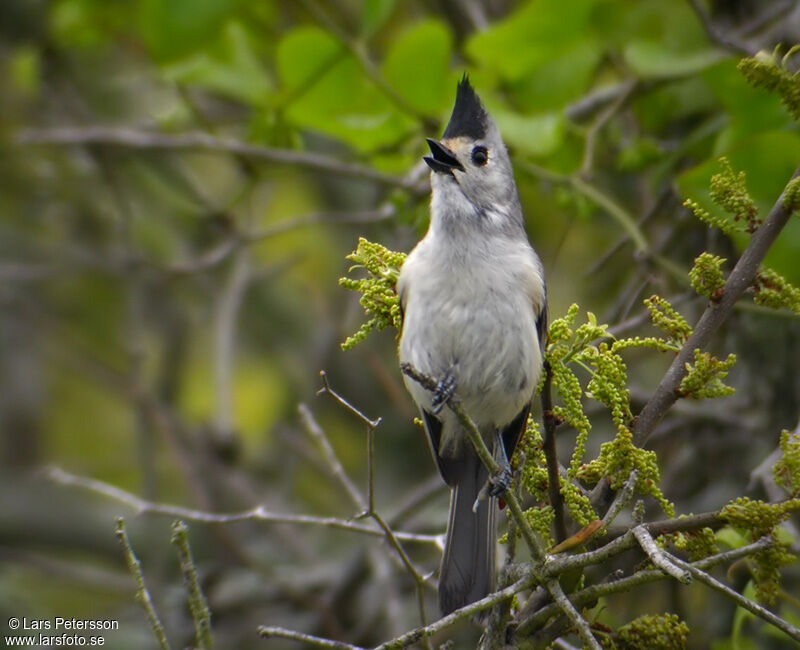 Black-crested Titmouse