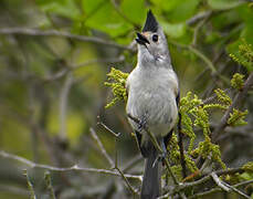 Black-crested Titmouse