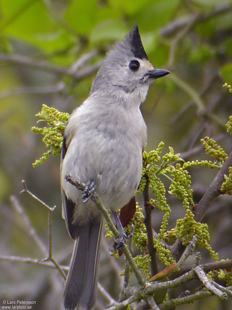 Black-crested Titmouse