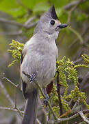 Black-crested Titmouse