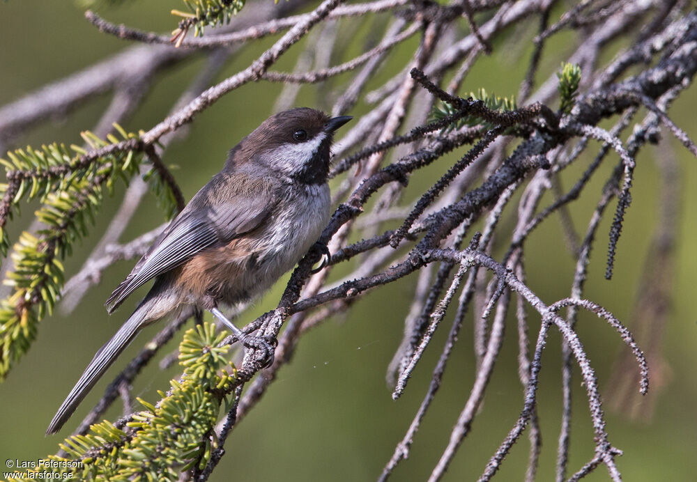 Boreal Chickadee