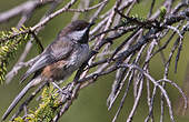 Mésange à tête brune