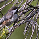 Mésange à tête brune