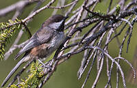 Mésange à tête brune