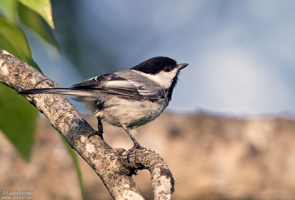 Mésange à tête noire