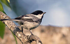 Black-capped Chickadee