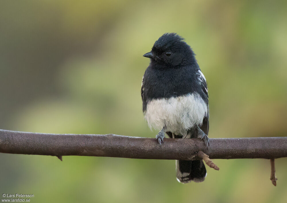 White-bellied Tit