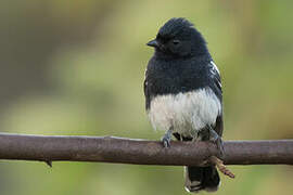 White-bellied Tit