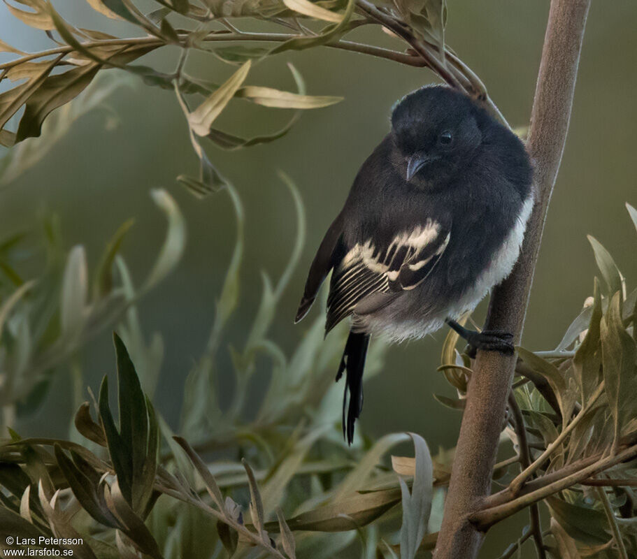 Mésange à ventre blanc