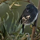 Mésange à ventre blanc