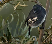 Mésange à ventre blanc