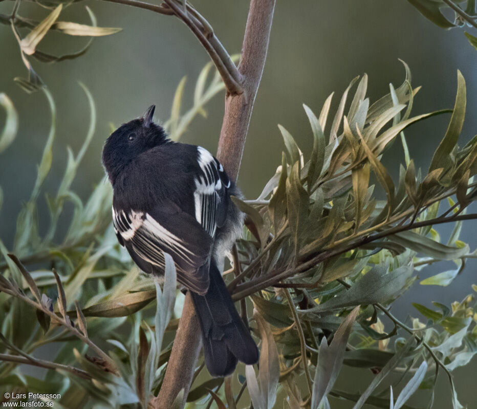 Mésange à ventre blanc