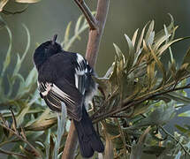 White-bellied Tit