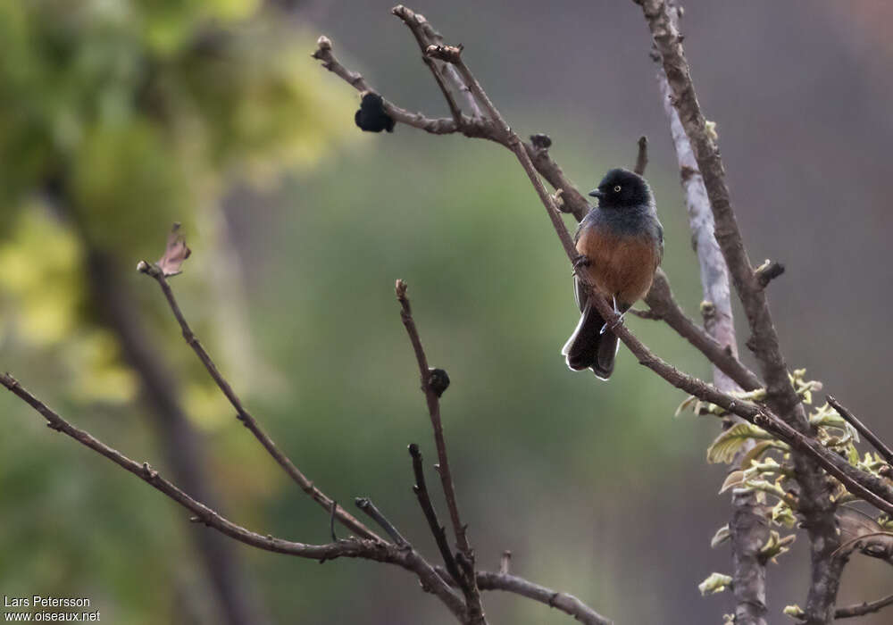 Rufous-bellied Titadult, close-up portrait