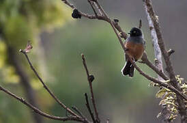 Rufous-bellied Tit