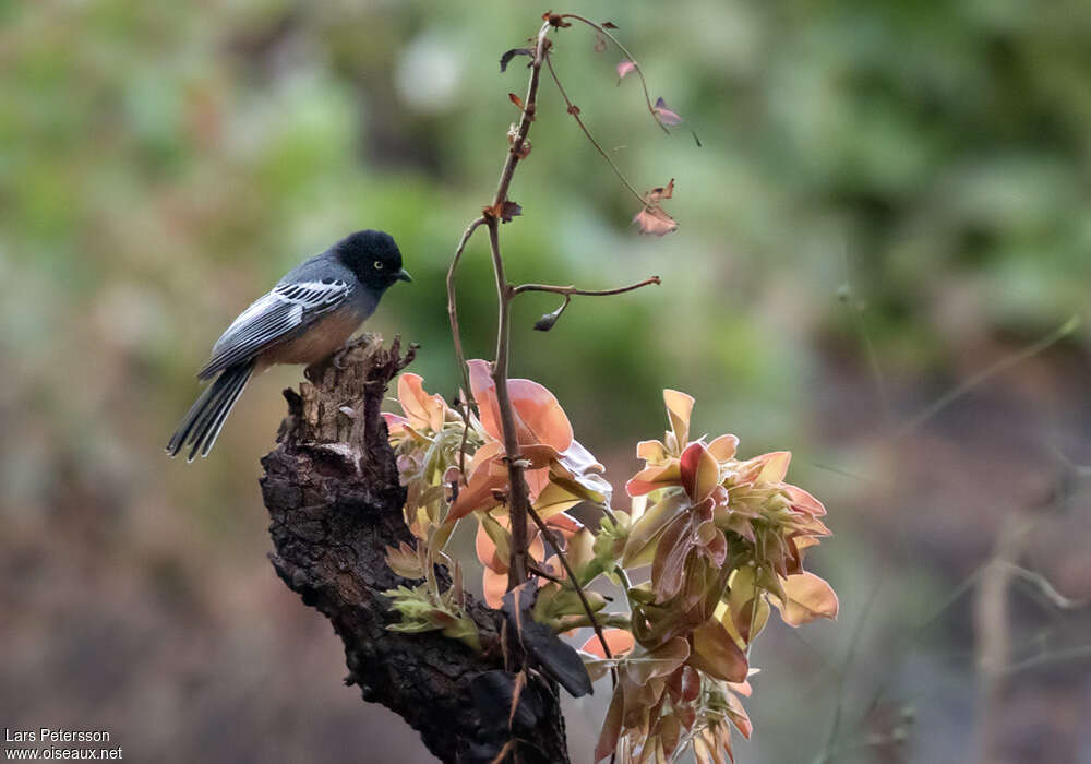 Rufous-bellied Titadult, identification