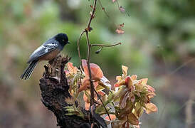 Rufous-bellied Tit