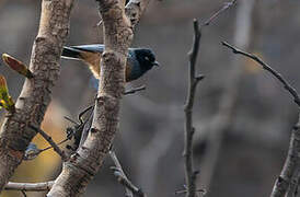 Rufous-bellied Tit