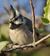 Bridled Titmouse