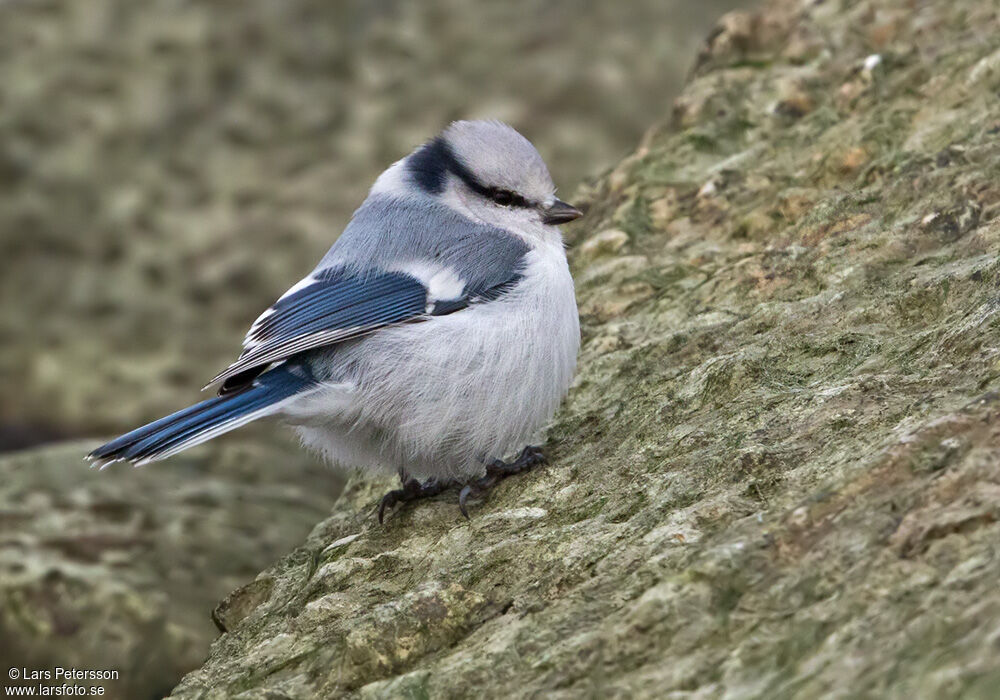 Mésange azurée