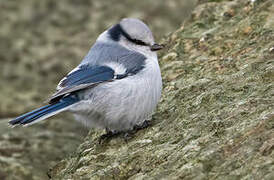 Azure Tit