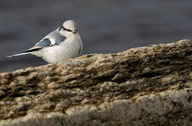 Azure Tit